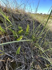 Leymus arenarius