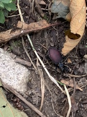 Scaphinotus angusticollis