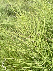 Equisetum