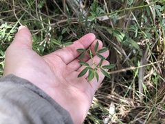 Stylosanthes