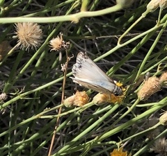 Heliopetes ericetorum