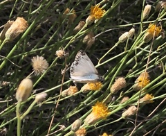 Heliopetes ericetorum