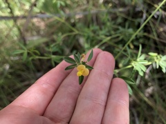 Stylosanthes