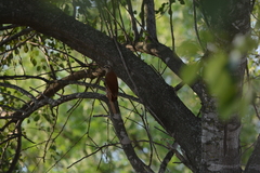 Lepidocolaptes angustirostris