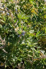 Lupinus argenteus