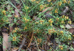 Pultenaea petiolaris