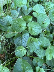 Viola sororia