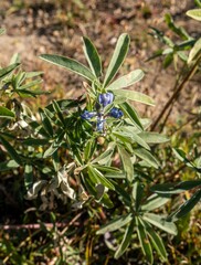 Lupinus argenteus