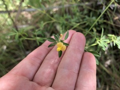 Stylosanthes