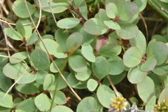 Vaccinium uliginosum
