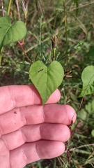 Ipomoea triloba