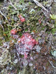 Herpothallon