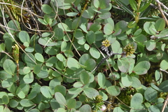 Vaccinium uliginosum