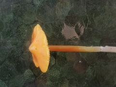 Hygrocybe acutoconica