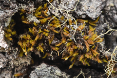 Ulota intermedia