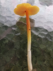 Hygrocybe acutoconica