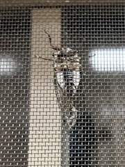 Neotibicen lyricen