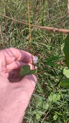 Ipomoea triloba