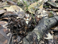 Strobilurus conigenoides