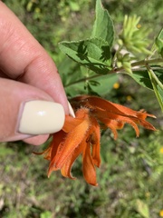 Dichromanthus aurantiacus