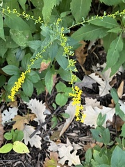 Solidago