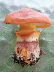 Suillus luteus