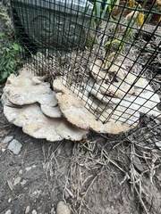 Trametes lactinea