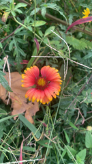 Gaillardia pulchella
