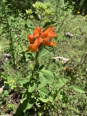 Dichromanthus aurantiacus