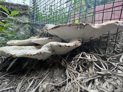 Trametes lactinea