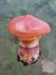 Suillus luteus