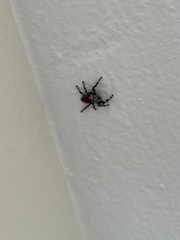 Phidippus adumbratus