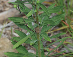 Liatris squarrulosa