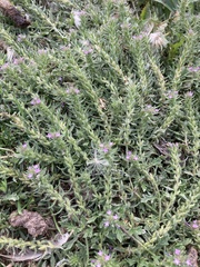 Lythrum hyssopifolia