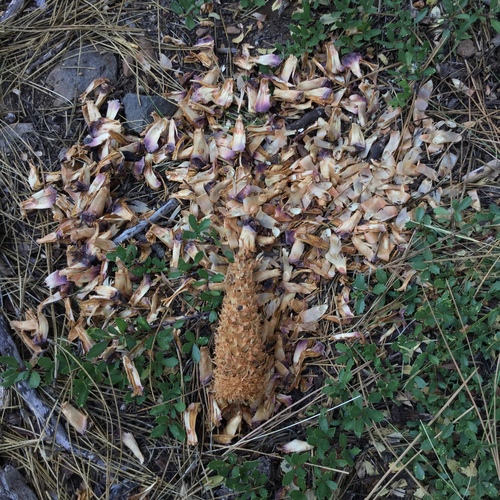 iNaturalist observation photo of California Ground Squirrel
