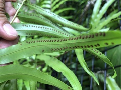 Nephrolepis biserrata