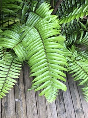 Nephrolepis biserrata