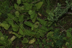 Lepechinia caulescens