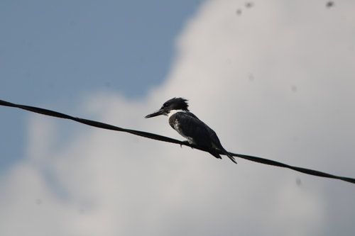 Belted Kingfisher photographed in West Virginia