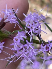 Liatris cokeri