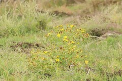 Grindelia integrifolia