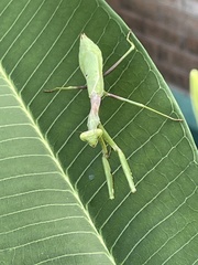 Mantodea