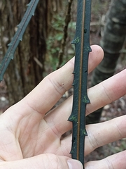 Pseudopanax crassifolius