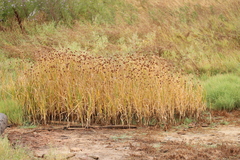 Bolboschoenus maritimus