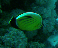 Chaetodon austriacus