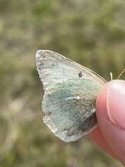 Colias christina