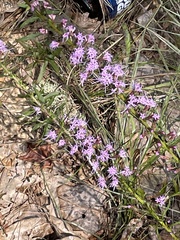 Liatris cokeri