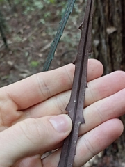 Pseudopanax crassifolius