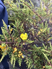 Hypericum laricifolium