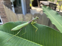 Mantodea